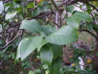 Healthy lemon leaves